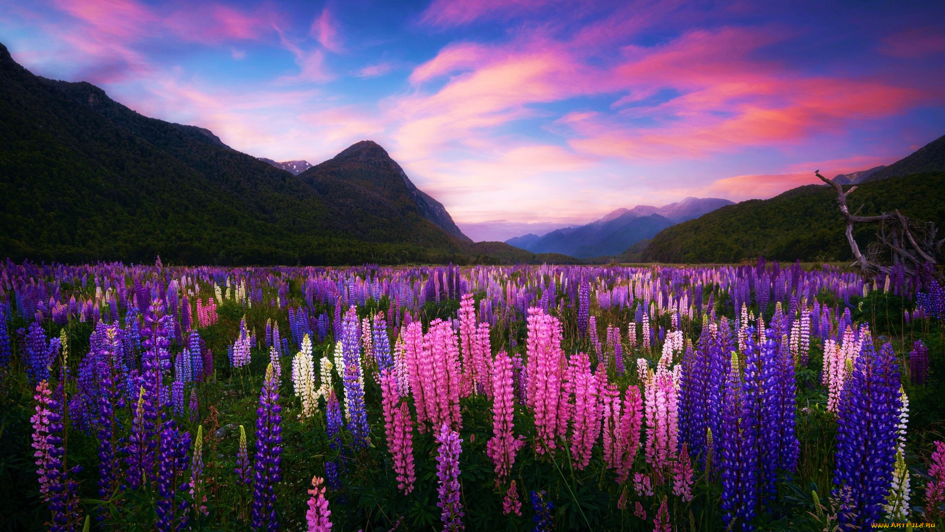 eglinton valley, fjordland, new zealand, , , eglinton, valley, new, zealand